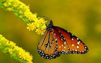 Monarch Butterflies On Flowers HD Wallpaper Res