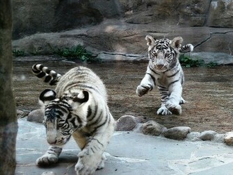 Screensavers And Wallpaper White Tiger Cub Baby