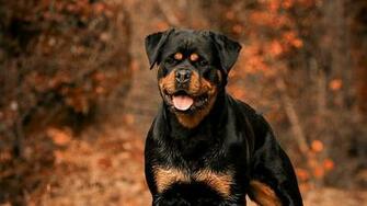 HD Rottweiler Wallpaper Top Background