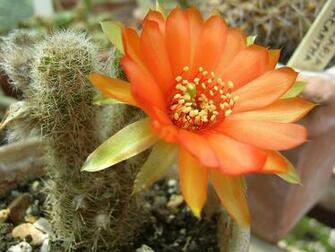 Cactus Flower Wallpaper