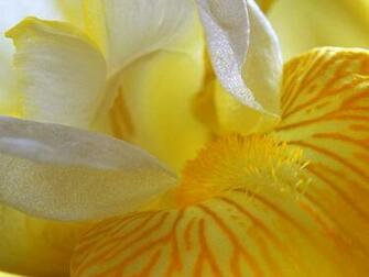 Tip Use Concentrated Yellows On Accent Pieces
