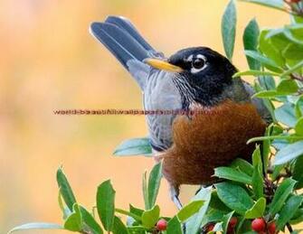 Beautiful Wallpaper Robin Bird