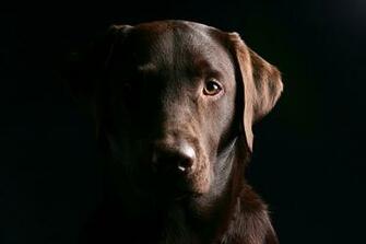 Cachorro C O Rosto Olhos Labrador Fundo Preto Vetor