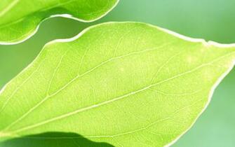 Wallpaper Background Mac Green Natural Default Apple Desktop