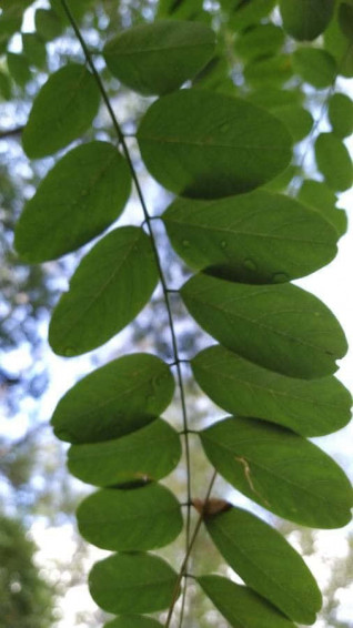 Black Locust Wallpaper