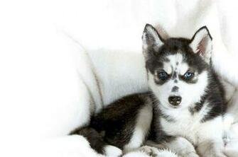 Stuffpoint Animals Husky Image Wallpaper Puppy Tweet