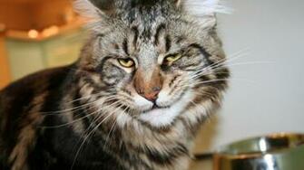 Cat Maine Coon Face Frustration Wallpaper Background Full HD 1080p