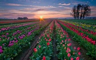 Daily Wallpaper Tulip Fields