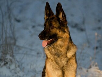German Shepherd Puppies Wallpaper HD High Resolution