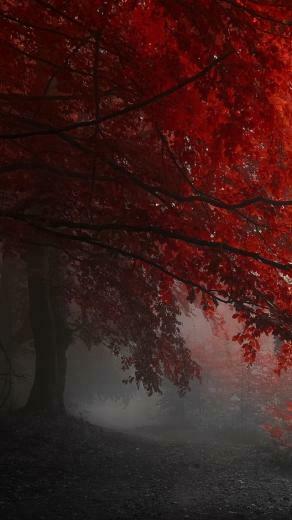 Fairy Forest iPhone 5s Wallpaper iPad
