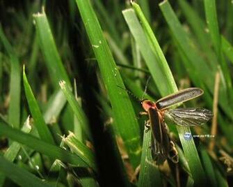 Lightning Bug Wallpaper By One Netlabel
