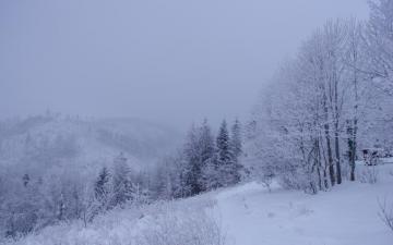 Winter Forest Trees Snow Landscape Wallpaper