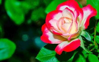 3d Flowers HD Wallpaper
