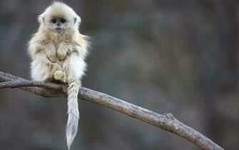 Baby Monkey Wallpaper HD For Desktop Amp Mobile