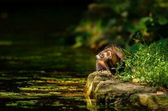 Ferret Computer Wallpaper Desktop Background Id