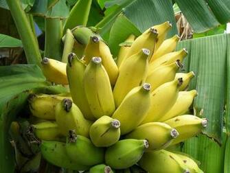 Yellow Banana Tree Pictures Mobile Tablet Print Wallpaper