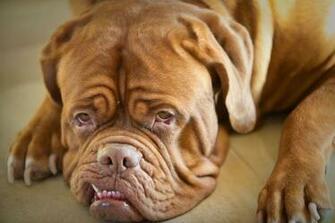 Dogue De Bordeaux HD Wallpaper