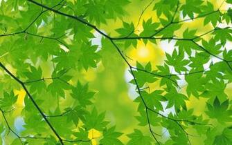 Green Leaves Wallpaper Net