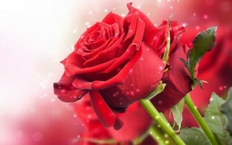 Close Up Foto Van Rode Rozen Verschillende Kleuren