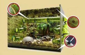 Crocodile Joe Daintree Snake Vivarium The Corn Uk
