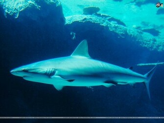 Aquatic Wallpaper