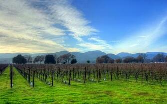 Winter Vines Wallpaper