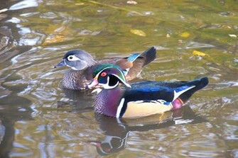 Wood Duck Wallpaper