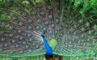Wallpaper Of Peacock Feathers HD