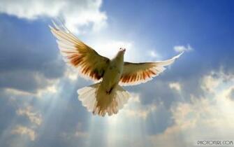 Amazing Birds Wallpaper High Quality