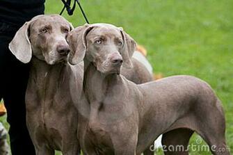 Weimaraner Breeding The Dog Wallpaper Best