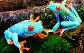 Animals HD Wallpaper