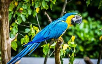 Macaw Parrot Bird Tropical Wallpaper