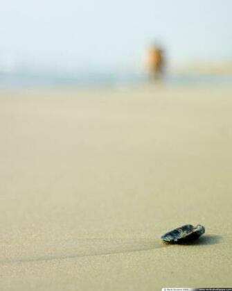 Vertical Wallpaper Shell On Beach