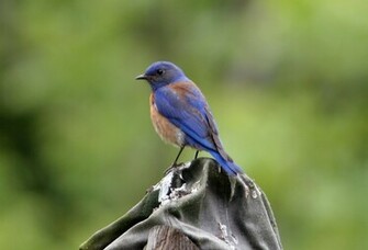 Western Bluebird Wallpaper Jpg
