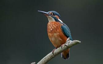 Branch Common Kingfisher Eyes Pov Desktop Background Image Wallpaper