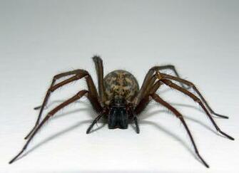 HD Cute Spider Wallpaper