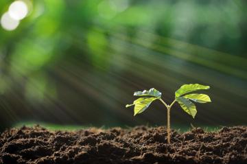 Young Plant In The Morning Light On Nature Background Rsb