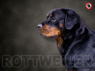 Wallpaper Rottweiler By Jctanamal Customize Org