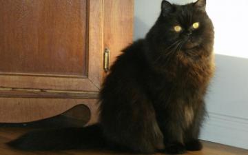 Black Persian Cat HD Wallpaper Wallpaperfx
