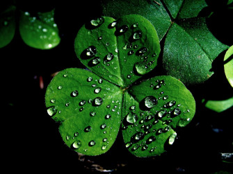 Shamrock 4k Wallpaper