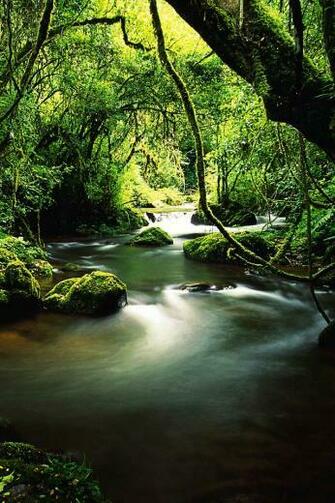 Tropical Rainforest iPhone Wallpaper Background