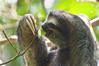 Sloth Pictures Wallpaper Of