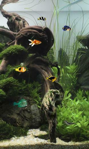 Aquarium Live Wallpaper Screenshot