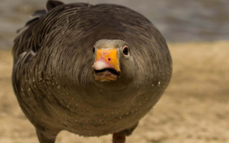 Goose Wallpaper