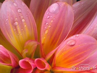 Mobile Wallpaper Plants Pictures Roses Flowers