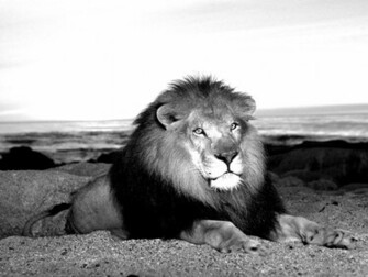 Jungle King Lion Black And White Wallpaper
