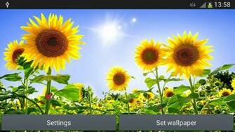 Sunflowers Live Wallpaper Android Apps On Google Play