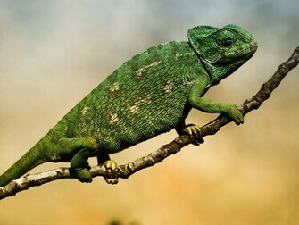 Exotic Animals HD Wallpaper