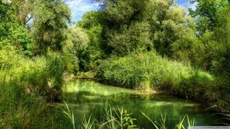 Green Forest Wallpaper