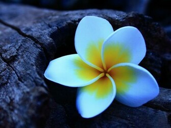 Plumeria Wallpaper